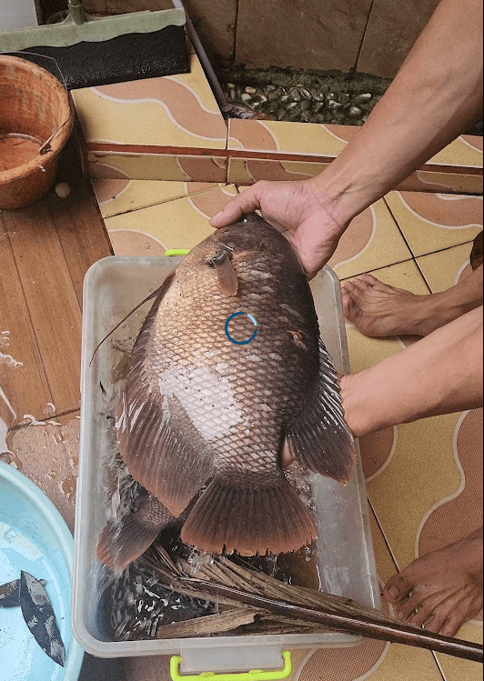 Ikan Gurame