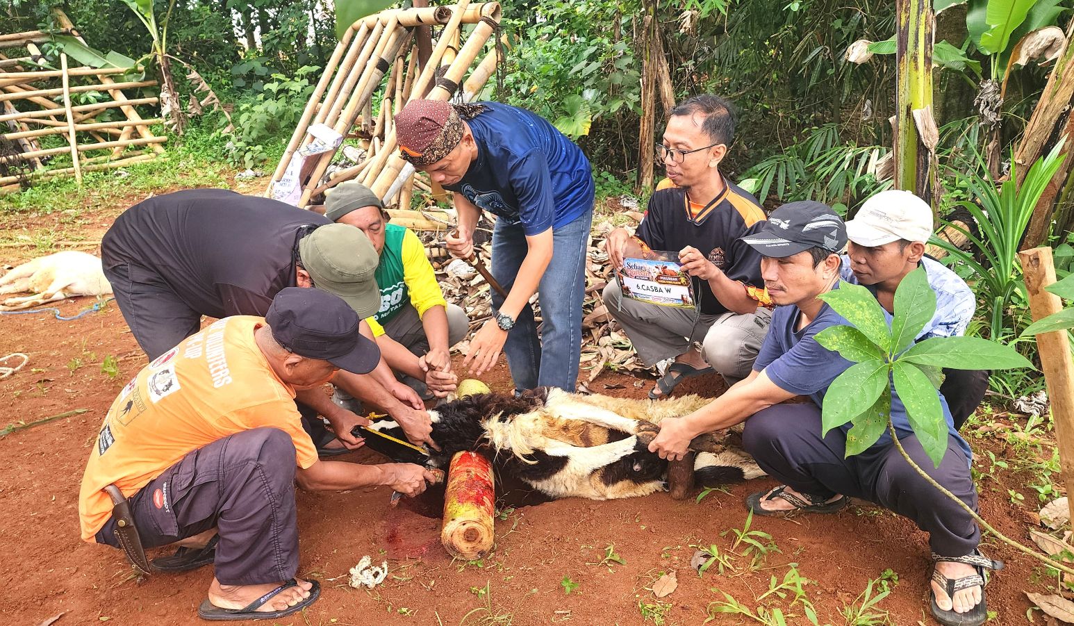prosesi pemotongan hewan qurban prosesi pemotongan hewan qurban